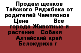 Продам щенков Тайского Риджбека от родителей Чемпионов › Цена ­ 30 000 - Все города Животные и растения » Собаки   . Алтайский край,Белокуриха г.